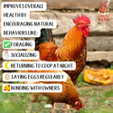 Oregano Peck Chicken Feed Supplement with North American Kelp & Oregano