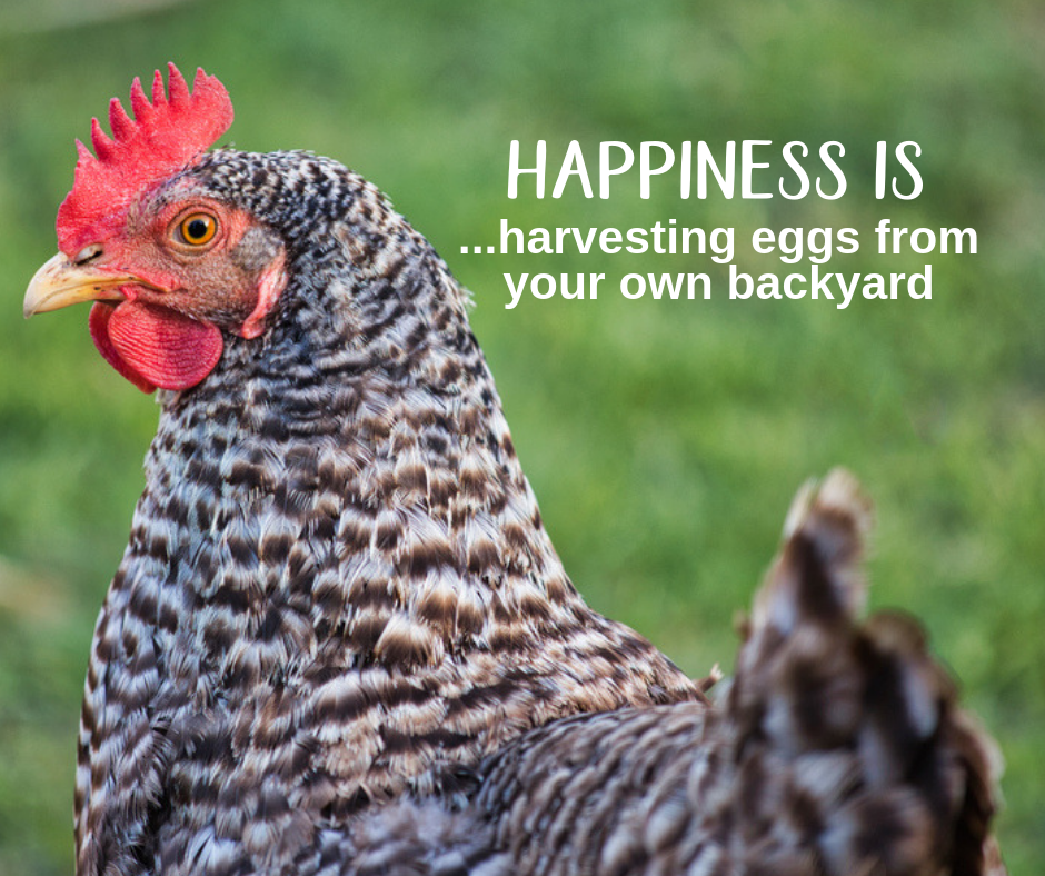 Raise People-Friendly Chickens With These Tips!
