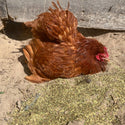 MitesBGone Herbal Blend For Nesting Boxes Or Dust Baths To Repel Mites
