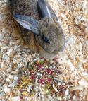 Bun's Rescue Rabbit Bakery Forage Herbs For Rabbits, Guinea Pigs, Hamsters, Chinchillas, & Other Small Animals