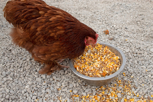 hen eating Poultry Queen Mealworm, Non-GMO Corn, Non-GMO Flax, & Herb Treat For Pet Chickens