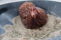 chicken taking a dust bath in Pampered Chicken Mama dust bath herbs