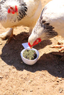 chickens eating mitesbgone