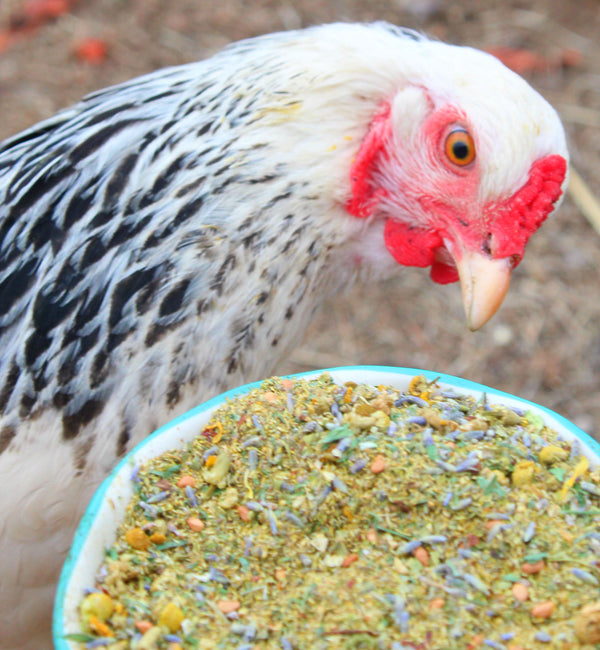 hen looking at Scent of Spring Nesting Herbs For Backyard Chickens
