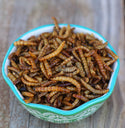 mealworms in a bowl