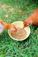 chickens eating Pampered Chicken Mama Breatheright Coop Herbs