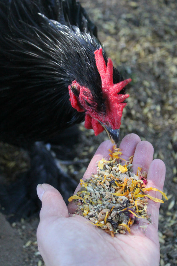 rooster eating PowerHen (TM) High Protein Treat For Backyard Chickens